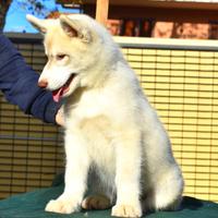 Cuccioli di siberian husky