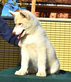 Cuccioli di siberian husky