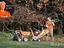 Immagine 9