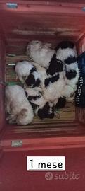 Lagotto romagnolo