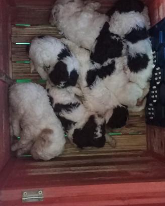 Lagotto romagnolo
