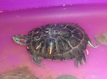 Tartaruga d'acqua