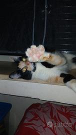 Gattina Dolcissima