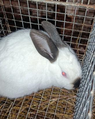 Conigli