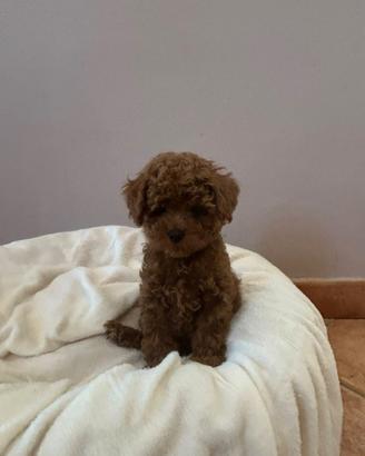 Cuccioli Barboncino toy