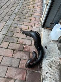 Marmitta cross 250 ktm gs honda cr