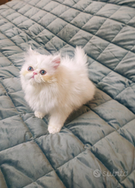 Gattini persiani ipertipico