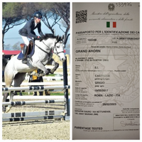 Cavallo italiano salto ostacoli