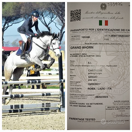 Cavallo italiano salto ostacoli