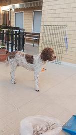 Lagotto disponibile per monta con pedigree