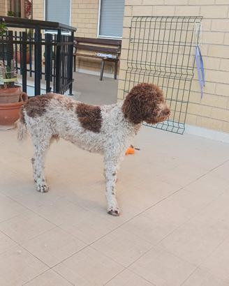 Lagotto disponibile per monta con pedigree