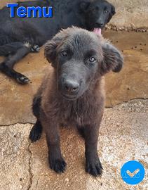 Temu cucciolo mix molosso