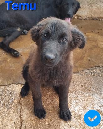 Temu cucciolo mix molosso