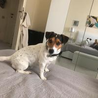 Jack Russell per accoppiamento