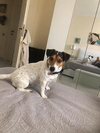 Jack Russell per accoppiamento