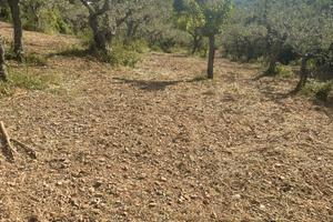 Vendita terreno agricolo
