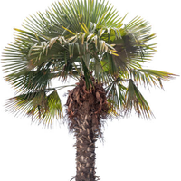 Palma Trachycarpus fortunei