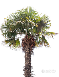 Palma Trachycarpus fortunei