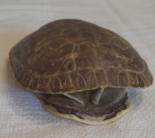 Carapace tartaruga acquatica