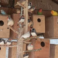 Diamantini mandarini