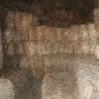 Fieno di Prato Stabile 2025 ?