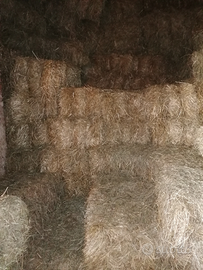 Fieno di Prato Stabile 2025 ?