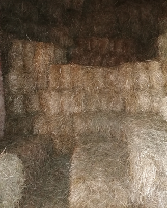 Fieno di Prato Stabile 2025 ?