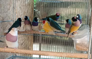 Diamanti di Gould
