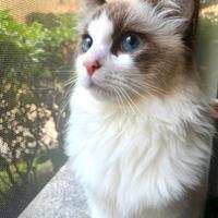 Giovane Ragdoll con pedigree TICA