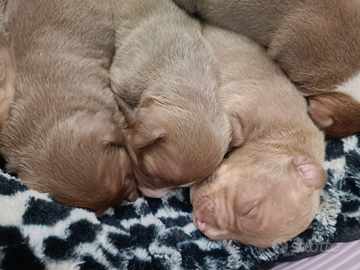 Pitbull cuccioli