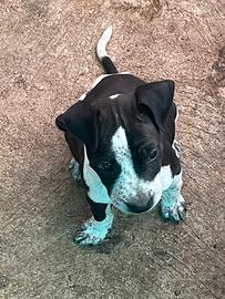 Cuccioli di amstaff