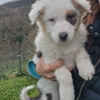 Cuccioli pastore australiano