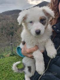 Cuccioli pastore australiano