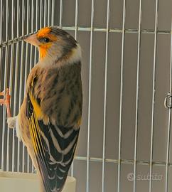 Incardellato ibrido maschio pezzato 2025