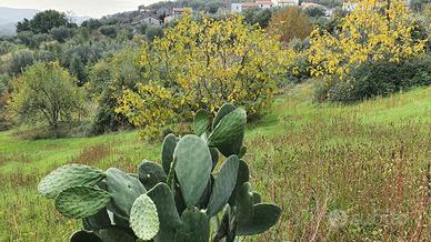 Terreno edificabile dipignano