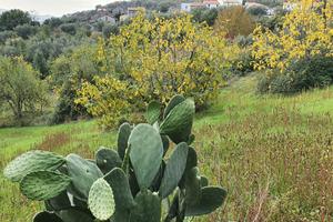 Terreno edificabile dipignano