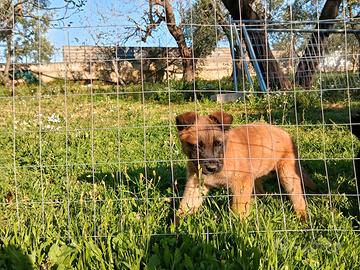 Pastore belga malinois