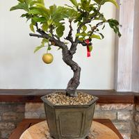 Bonsai melo italiano moyogi altezza 50 cm