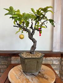 Bonsai melo italiano moyogi altezza 50 cm