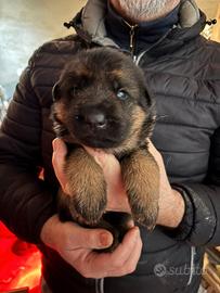 Cuccioli di Pastore Tedesco