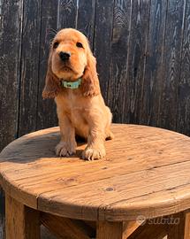 Cuccioli Cocker Spaniel Inglese