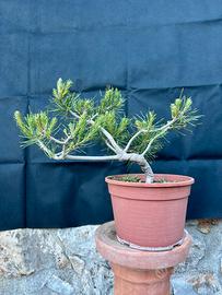 Bonsai Pino Silvestre