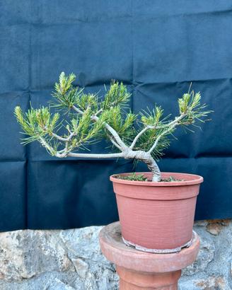 Bonsai Pino Silvestre