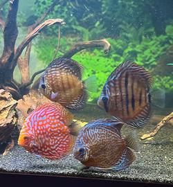 Splendidi pesci Discus e Scalari, singoli o blocco