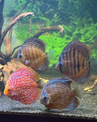 Splendidi pesci Discus e Scalari, singoli o blocco