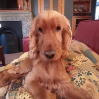 Cocker spaniel