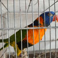 Coppia Adulta Riproduttiva Lori