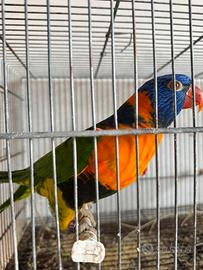 Coppia Adulta Riproduttiva Lori