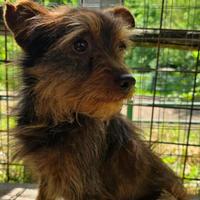 Barboncino mix yorkshire taglia piccola adozione