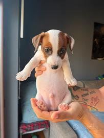 Cucciolo di Jack Russel